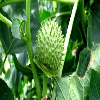 Hoa cà độc dược khô 100g