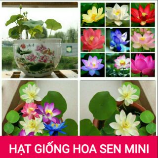 5 hạt giống hoa sen mini nhật
