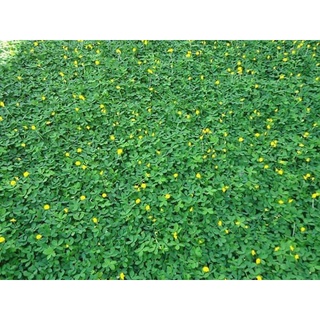 Cây giống cỏ lạc (Ảnh thật số 2).