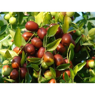 Táo đỏ Tân cương- 1kg