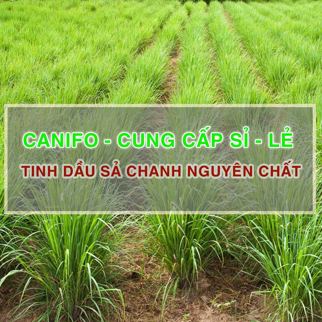 Tinh Dầu Thiên Nhiên 10ML CANIFO, sả chanh, quế, hoa lài, hoa hồng, tràm, oải hương, xả chanh, cafe, bạc hà, cam ngọt
