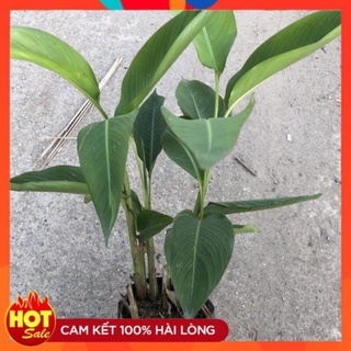 Cây chuối mỏ két trồng bịch đen cây cao 30-35cm bịch 3-4 thân cây.