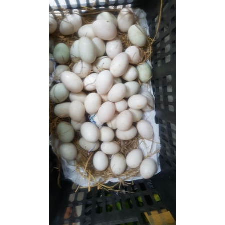 Trứng Vịt Đồng 10 trứng