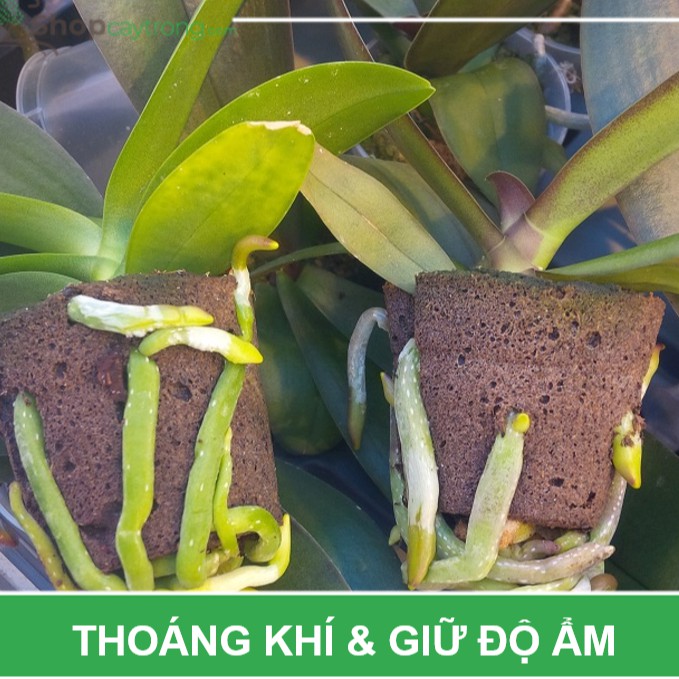 Mút ươm ki hữu cơ nhập khẩu Hà Lan tiện lợi dễ sử dụng hiệu quả cao