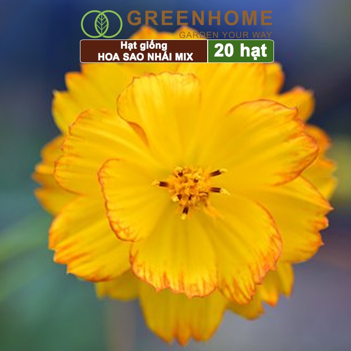 Hạt giống hoa Sao nhái mix Greenhome, gói 0,5gr, dễ trồng, sai hoa, màu rực rỡ H02