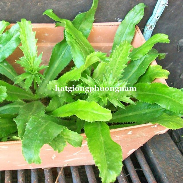 GÓI 50 HẠT GIỐNG RAU MÙI TÀU luckyseed hạt siêu rẻ