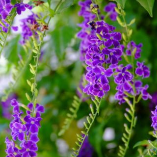 Cây Chủi Ngọc Tím Duranta Erecta