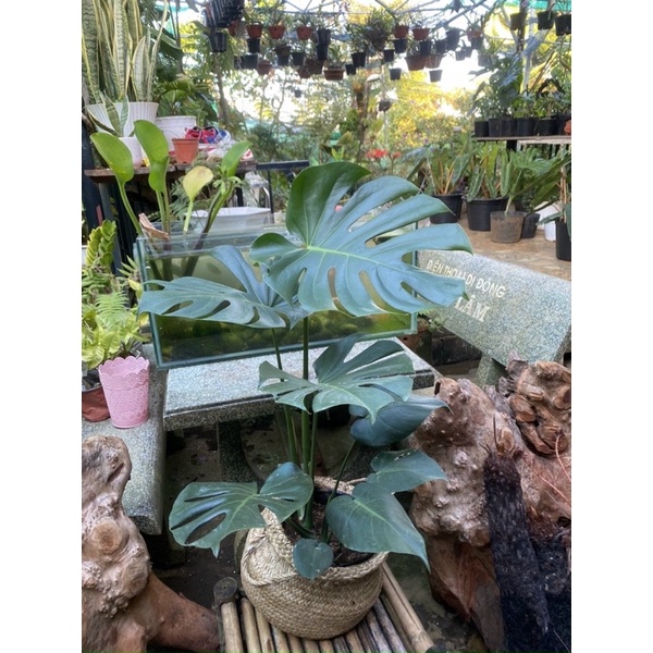 MONSTERA DELICIOSA - trầu bà Nam Mỹ