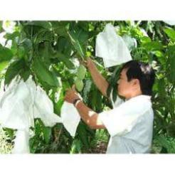 TÚI BỌC TRÁI CÂY BƠ, ỔI, XOÀI SÉT 100 TÚI CÓ DÂY RÚT 18x20CM