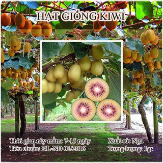 Hạt giống cây ăn trái kiwi 30 hạt (TẶNG gói kích thích hỗ trợ hạt nảy mầm)