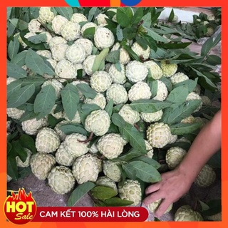 Cây Giống Na Dai Đồng Bành Chi Lăng Lạng Sơn ( 5 Cây )