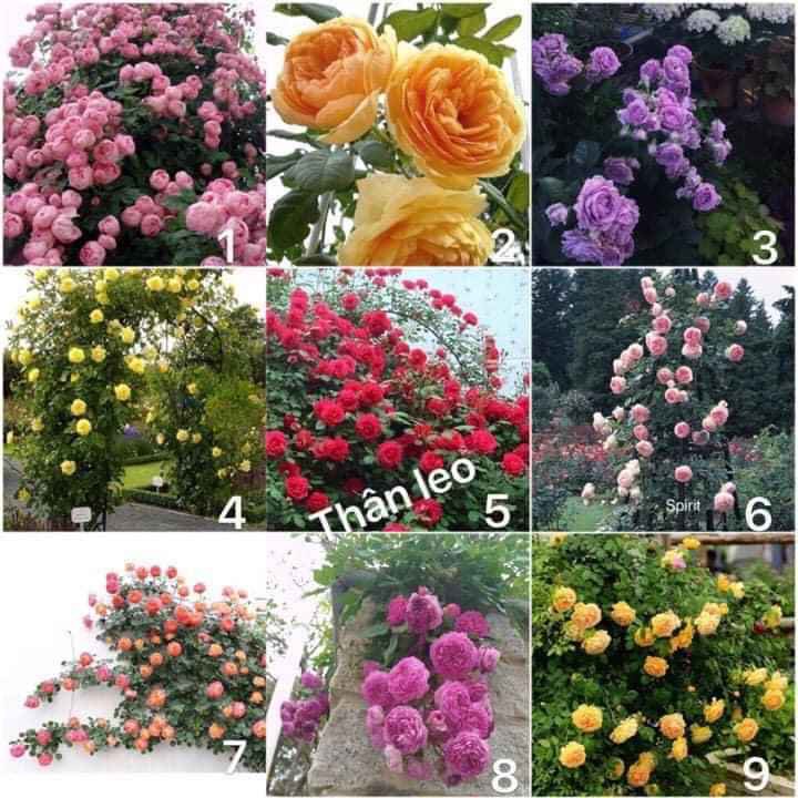 GỐC HOA HỒNG THÂN LEO PHÁP ĐỦ MÀU