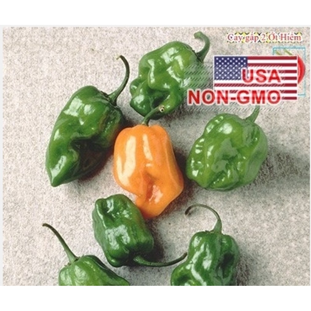 5 Hạt Giống Ớt Cay Habanero Màu Cam -Giống Ớt Cay Nhất Thế Giới Giống Nhập Ngoại