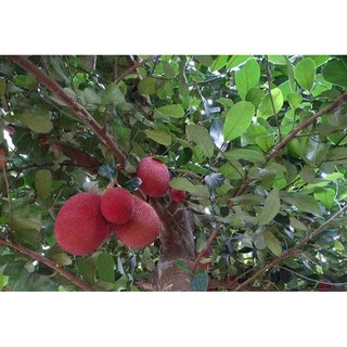 GIỐNG MÍT DA ĐỎ
