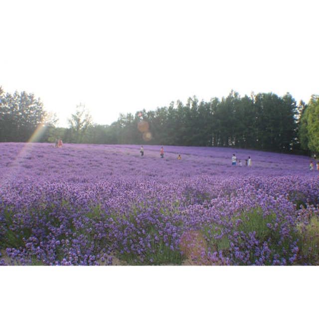 shop nội địa Nhật