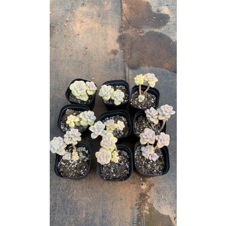 Sen Đá Sỏi Kim Tuyến Var 🌵 HOT SALE🌵 Sen Đá Dáng Thụ Đẹp, Màu Sắc Lạ, Size 15-18 cm, Giá Rẻ.