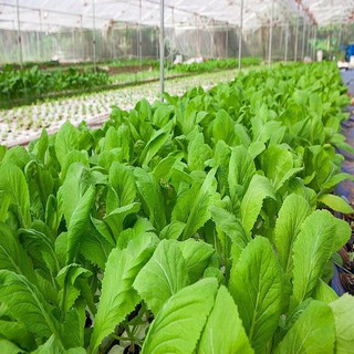 Hạt giống rau Cải Canh lá vàng