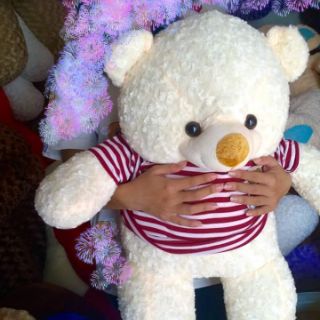 Gấu bông teddy