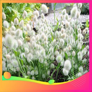 Hạt Giống Cỏ Đuôi Thỏ - 50 Hạt [ Tặng bộ dụng cụ làm vườn Mini 3 món ] VIETGAR