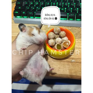 Kẹo Trái Cây [HAMSTER]