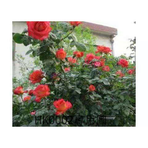 Hạt giống hoa hồng leo pháp nhập khẩu 20h