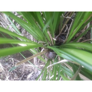 Cỏ Vetiver rễ trần