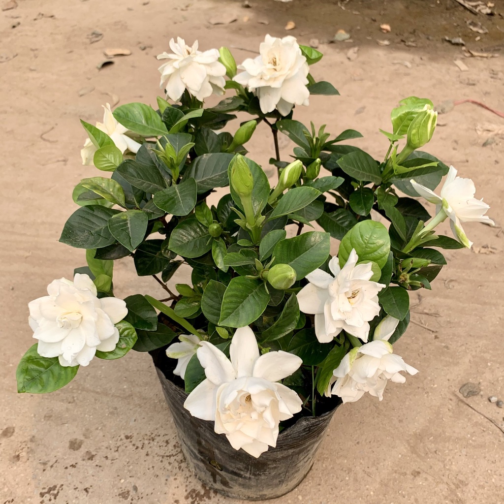 Cây hoa dành dành, bạch thiên hương cao 35cm, cây hoa cảnh nở rực rỡ quanh năm, trang trí sân vườn và ban công