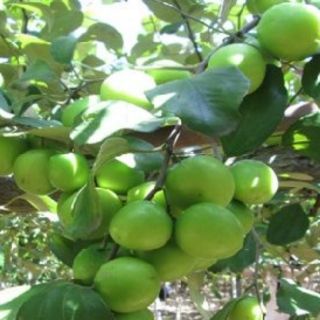 Chậu Cây Táo Thailand đang bông trái.