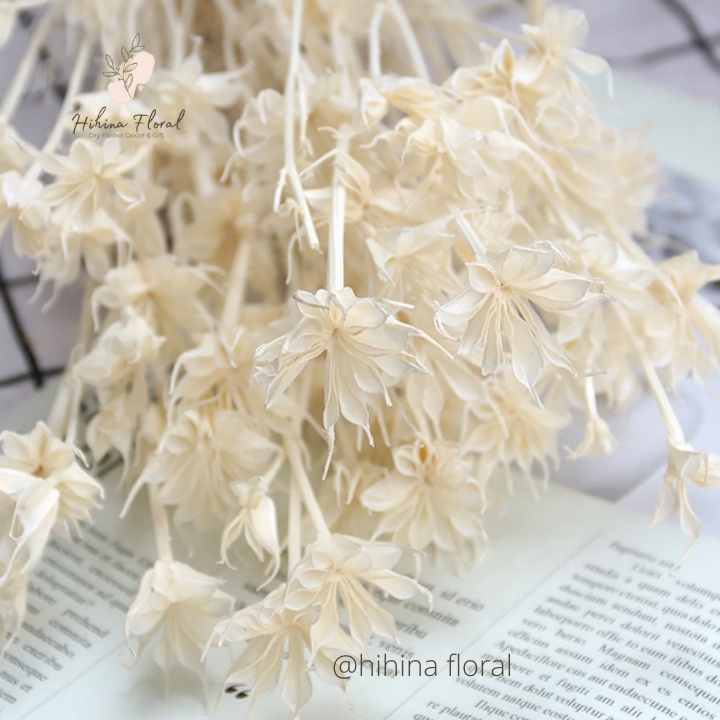Hoa Khô Nigella Hoa Bát Giác Dùng Decor Trang Trí