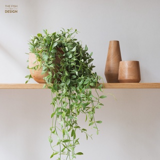 Chậu cây lan hạt dưa sữa | the fish design size ls