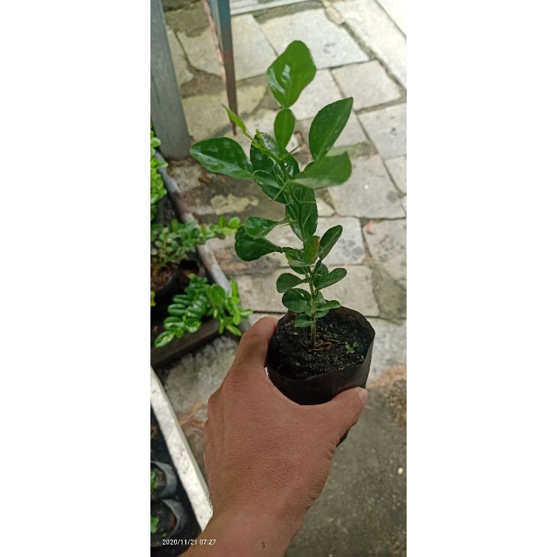 cây chúc ăn trái và lá