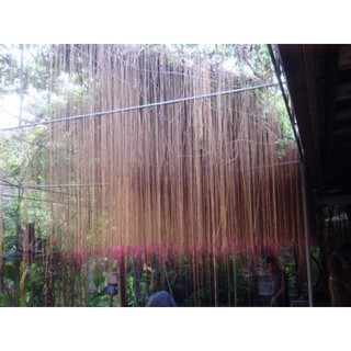 cây giống dây tơ hồng ( liêm hồ đằng)