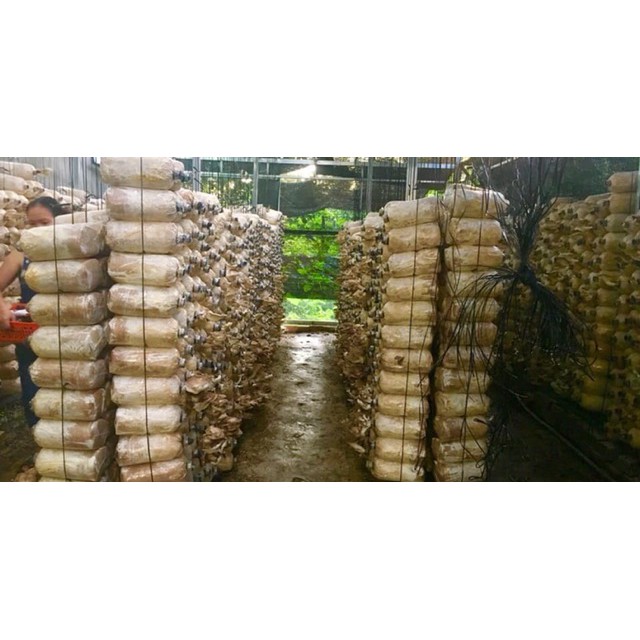 Nấm Bào Ngư Sấy Khô Nhà Trồng BaoNhu_Cosmetics | BigBuy360 - bigbuy360.vn