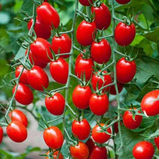 Hạt cà chua bi cherry đỏ F1 - gói 0,1 gram