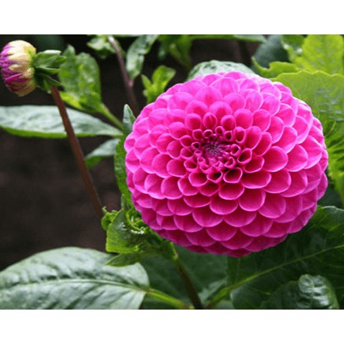 Hạt Giống Hoa Thược Dược Tổ ong 50hạt