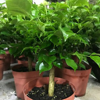 Cây Hạnh Phúc ( chưa bao gồm chậu )