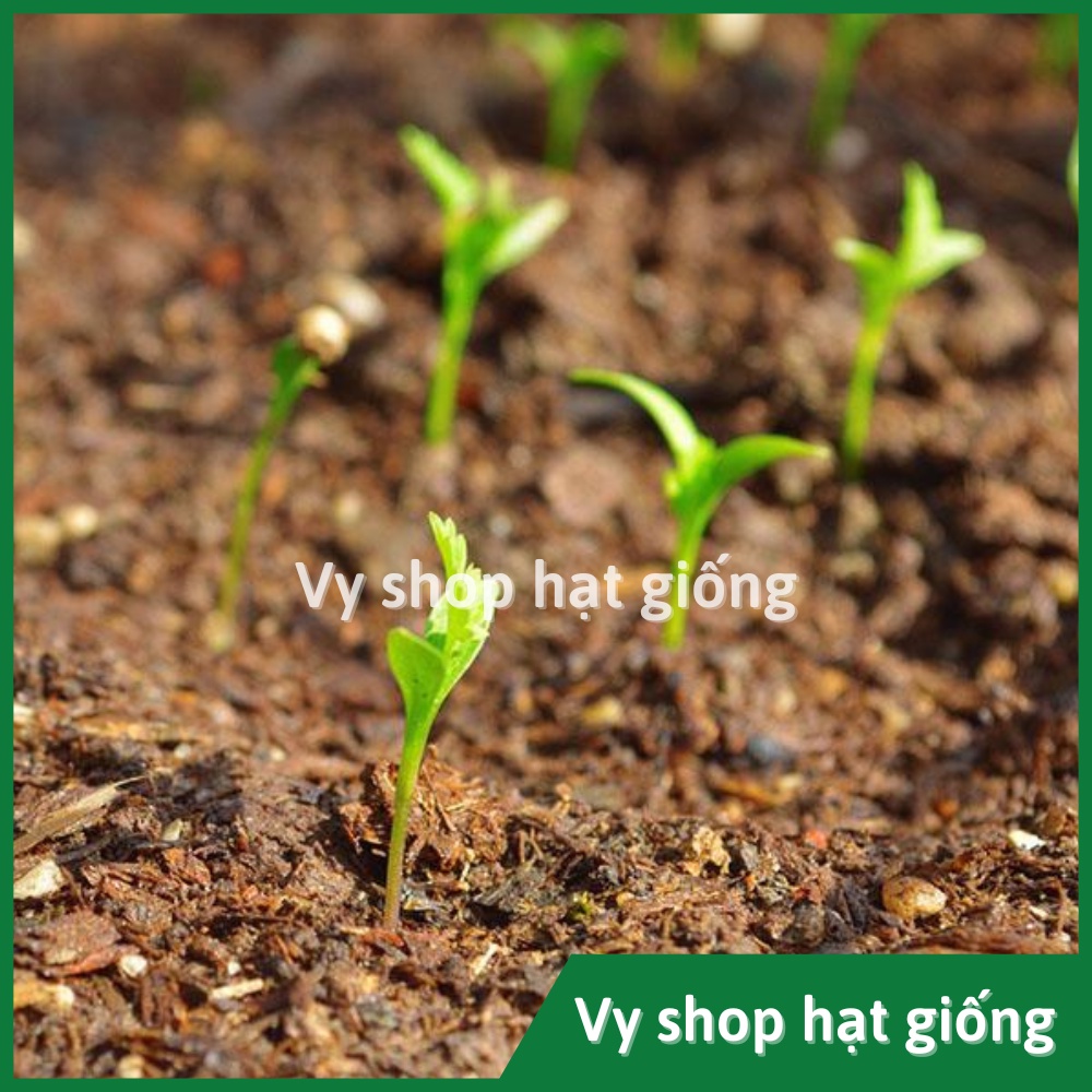 Hạt giống rau mùi ta  Thái Lan gói 870 hạt