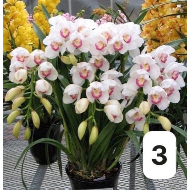 Địa lan santo hoa Tết