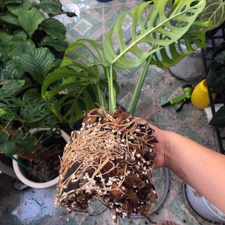 Giá thể cao cấp trồng cây kiểng lá-Bao 10L (2,5kg-3kg)