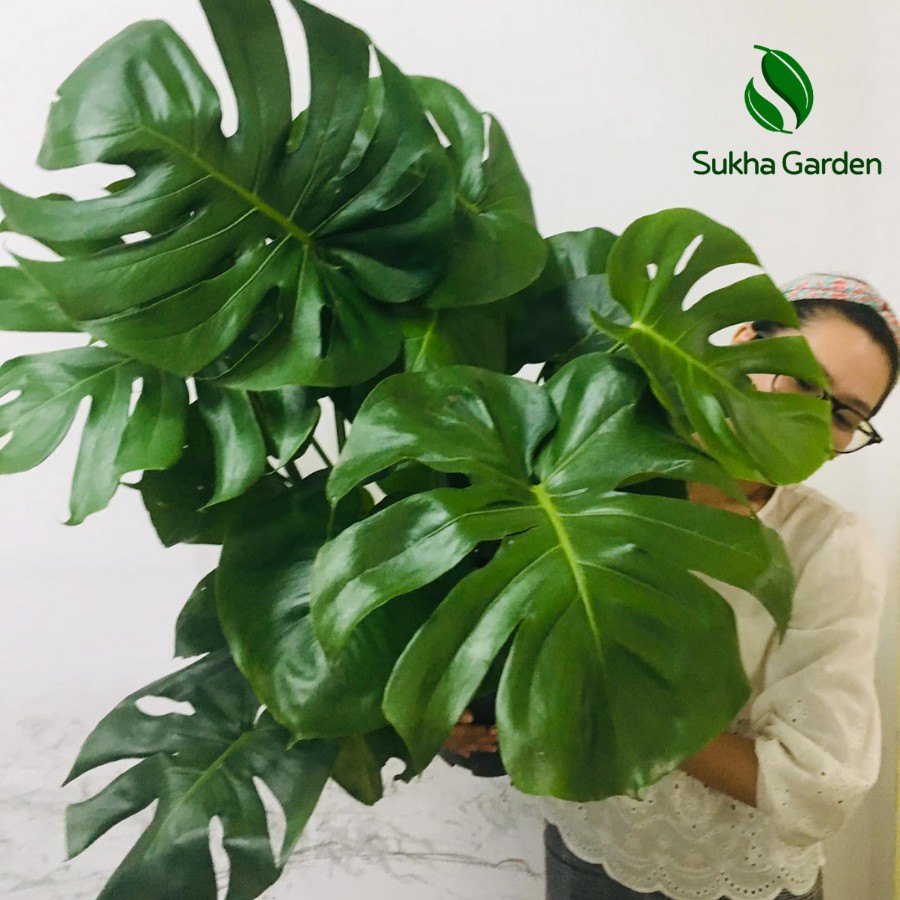 Cây Monstera Deliciosa Trầu Bà Lá Xẻ 80-100cm