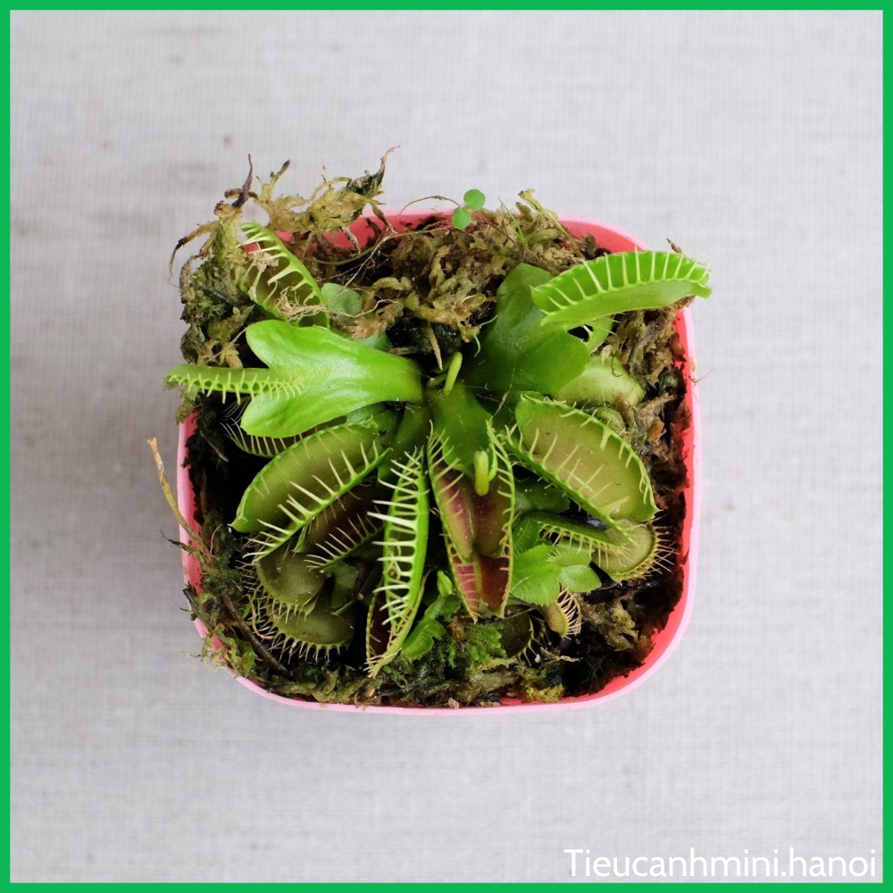 Cây Bẫy Kẹp Venus Flytrap - Cây bắt mồi, bắt côn trùng, cây ăn thịt, cây cảnh văn phòng