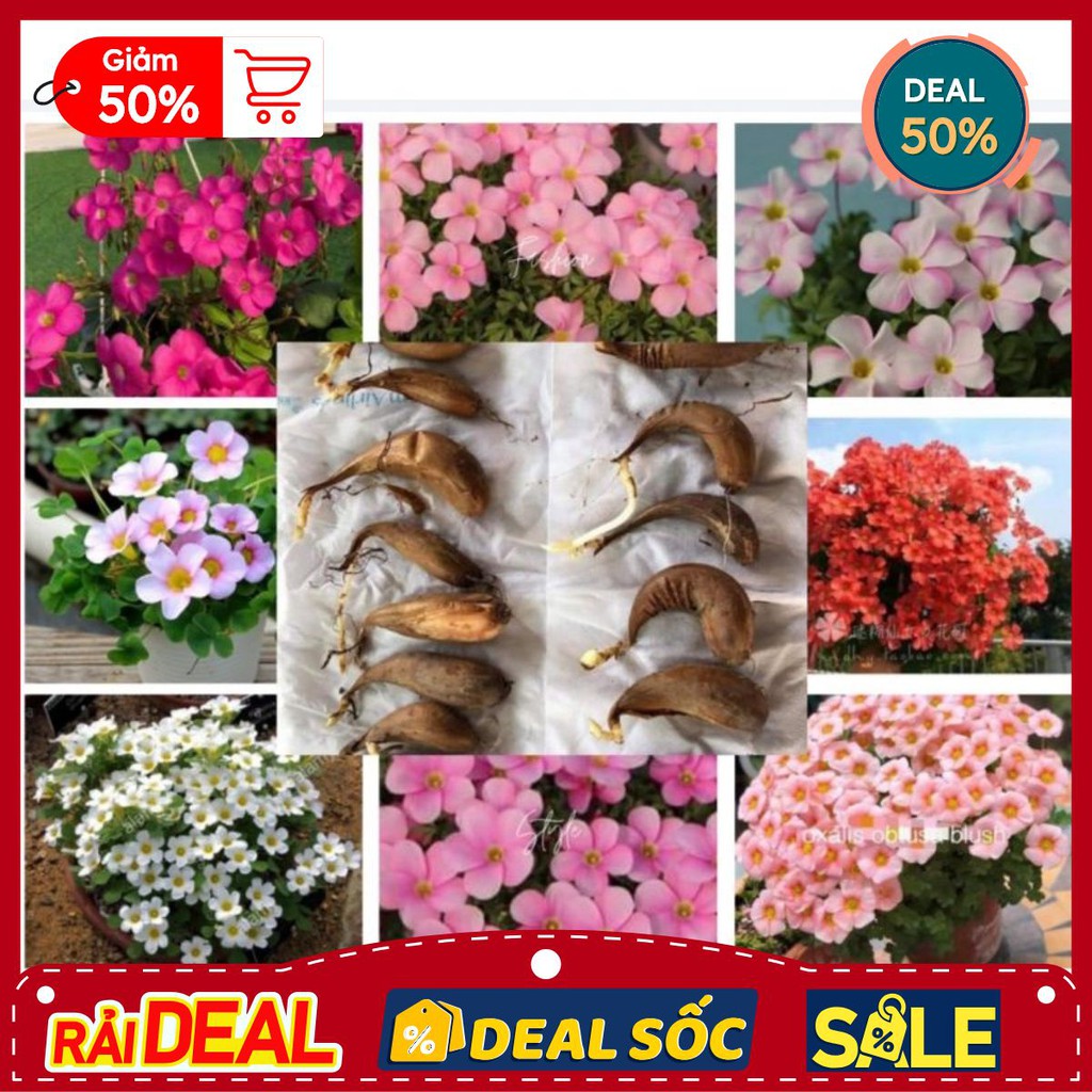 CỦ HOA OXALIS(CHỈ 100K/20CỦ)
