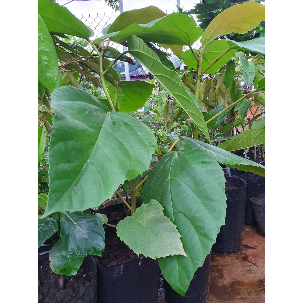 Cây Vả mật Huế .