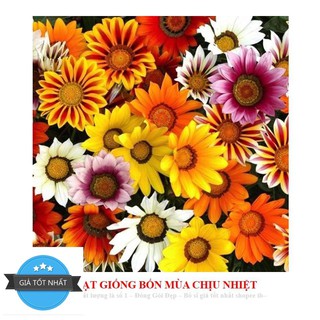 GÓI 30 HẠT GIỐNG HOA CÚC HUÂN CHƯƠNG ĐẾN MÙA TRỒNG TẾT