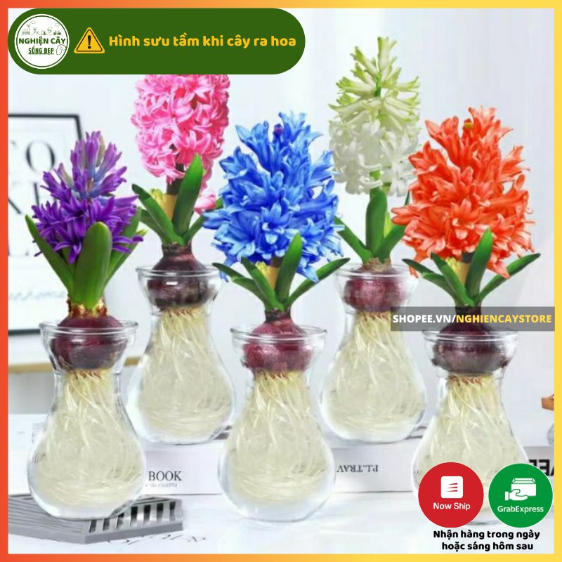 Củ hoa tiên ông kèm chậu thủy tinh, hoa thơm
