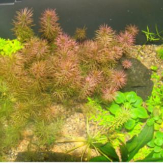 Rong Chỉ đỏ - Rotala wallichii