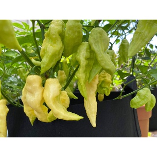 Ớt Ghost, Cây giống cao 20-30cm (Purple Ghost,  White Ghost, Ghost Ogrange jami)
