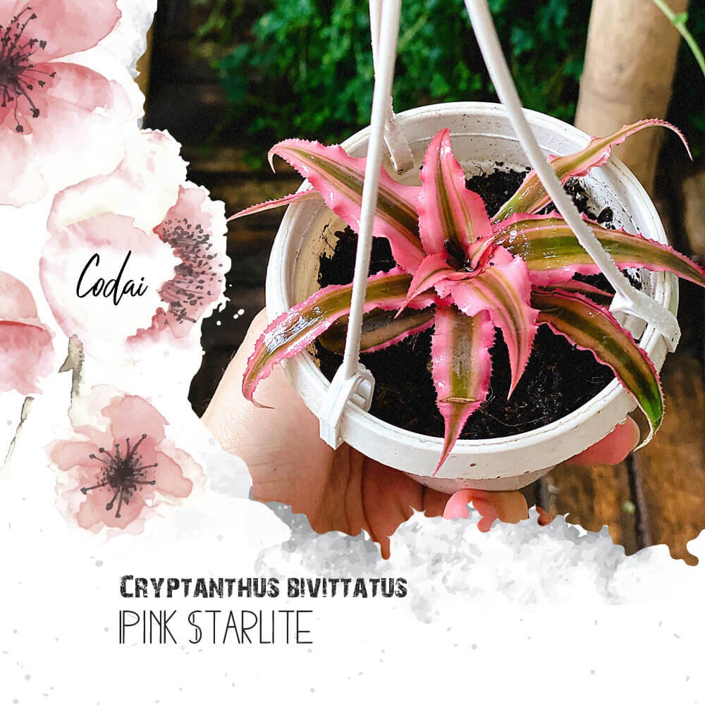 Cây Cryptanthus bivittatus Pink Starlite (Dứa cảnh, Nhung Diệp Tiểu Phụng) chậu nhựa treo