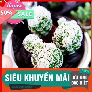 Sương rồng bông tuyết