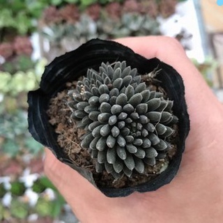 Sen đá nhím đen độc đáo